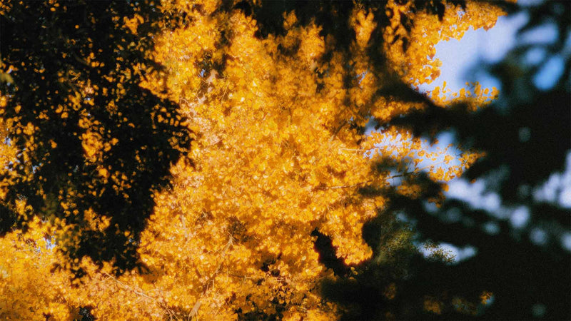 Falling For It (pack 4)