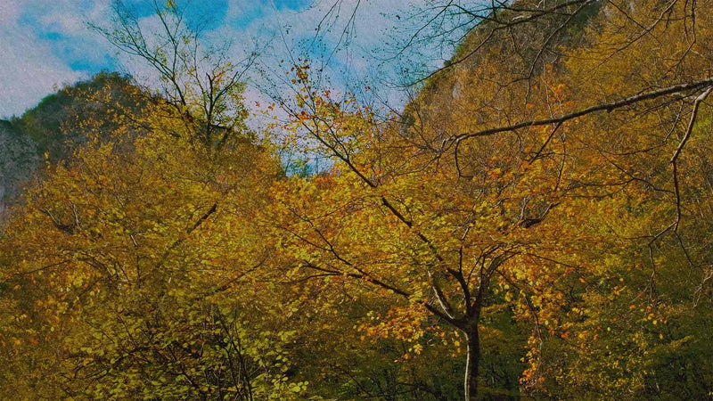 Falling For It (pack 5)