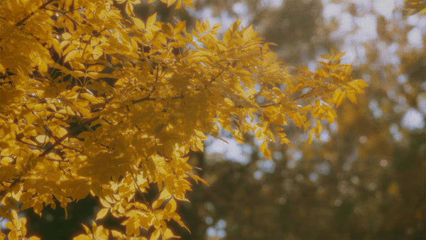 Falling For It (pack 6)