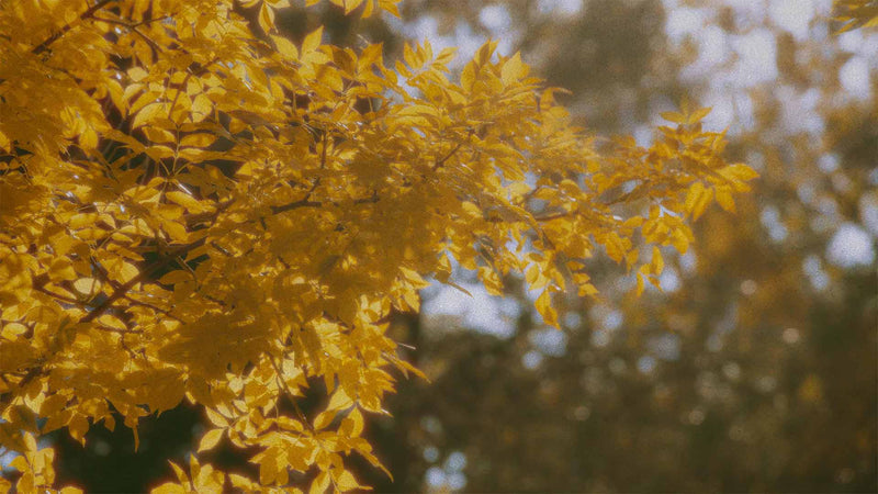 Falling For It (pack 6)