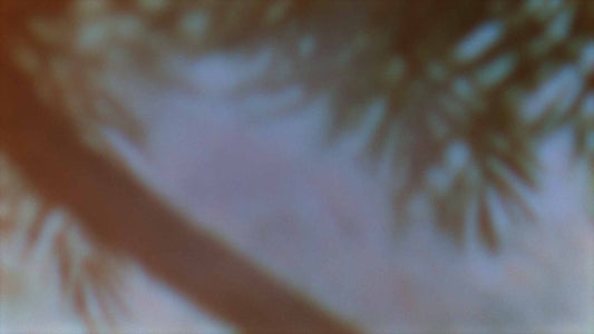 Palms Twenty Six (pack 1)