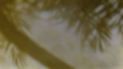 Palms Twenty Six (pack 1)