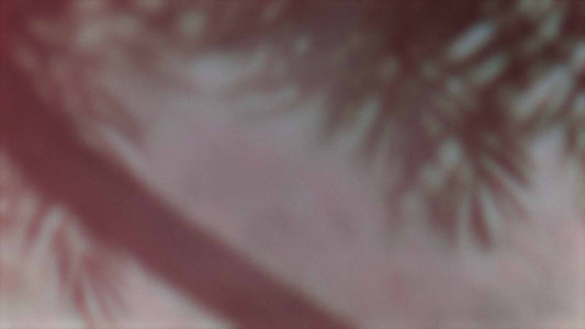 Palms Twenty Six (pack 1)