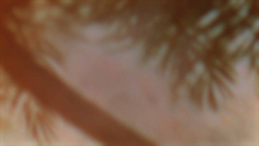 Palms Twenty Six (pack 1)