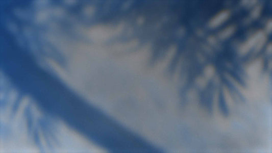 Palms Twenty Six (pack 1)