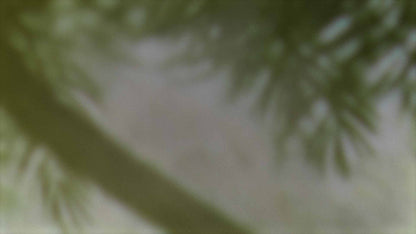 Palms Twenty Six (pack 1)