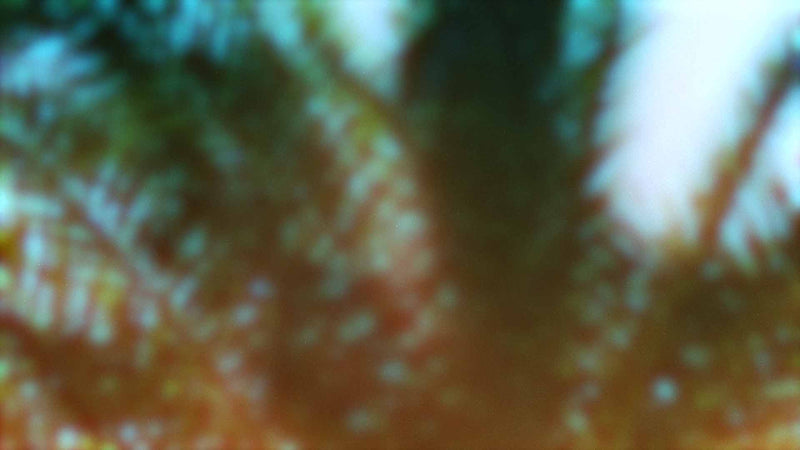 Palms Twenty Six (pack 2)