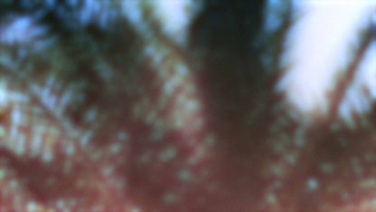 Palms Twenty Six (pack 2)