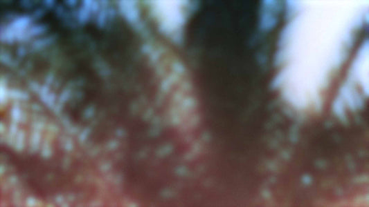 Palms Twenty Six (pack 2)