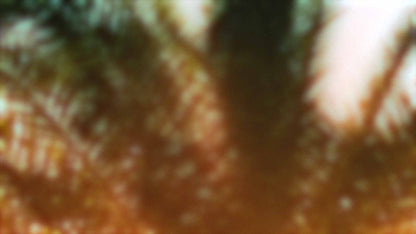 Palms Twenty Six (pack 2)