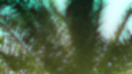 Palms Twenty Six (pack 2)