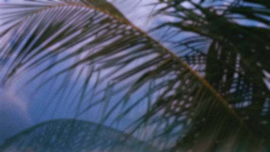 Palms Twenty Six (pack 3)