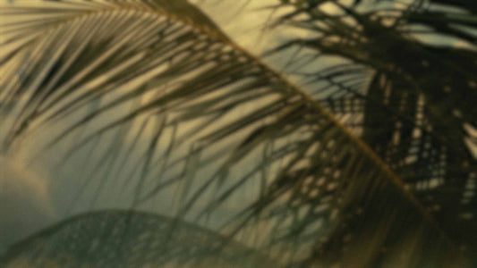 Palms Twenty Six (pack 3)