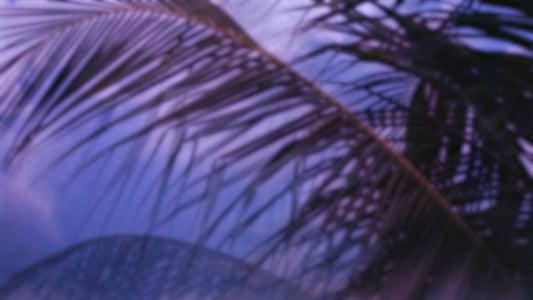 Palms Twenty Six (pack 3)