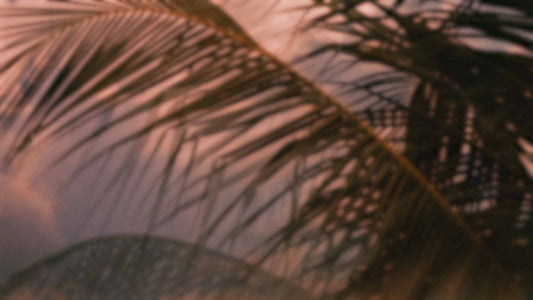 Palms Twenty Six (pack 3)