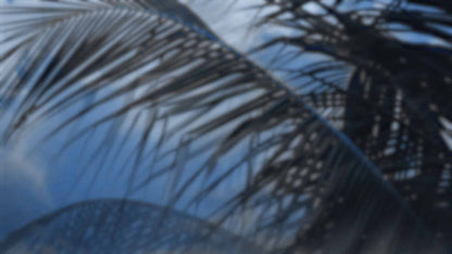 Palms Twenty Six (pack 3)