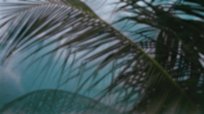 Palms Twenty Six (pack 3)