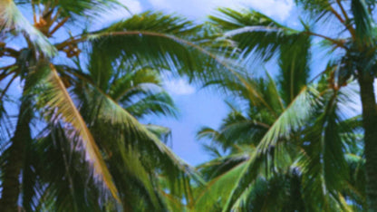 Palms Twenty Six (pack 4)