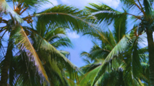 Palms Twenty Six (pack 4)
