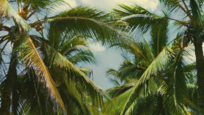 Palms Twenty Six (pack 4)