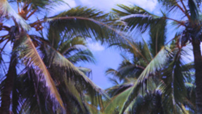 Palms Twenty Six (pack 4)