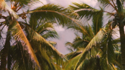 Palms Twenty Six (pack 4)
