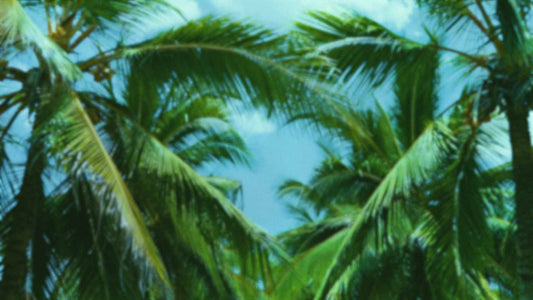 Palms Twenty Six (pack 4)