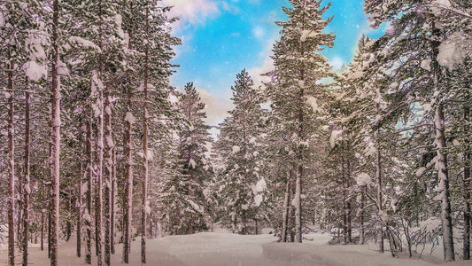 Snowtalgic (pack 4)