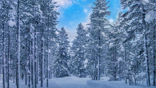Snowtalgic (pack 4)