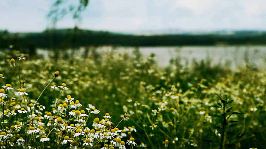 Spring (pack 1)