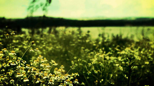 Spring (pack 1)