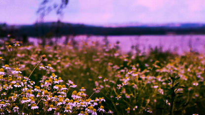 Spring (pack 1)