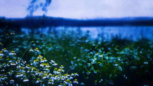 Spring (pack 1)