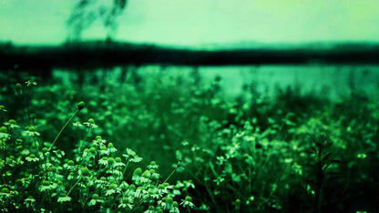Spring (pack 1)