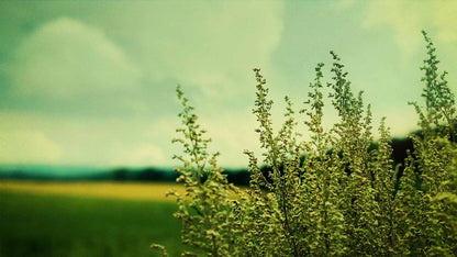 Spring (pack 2)