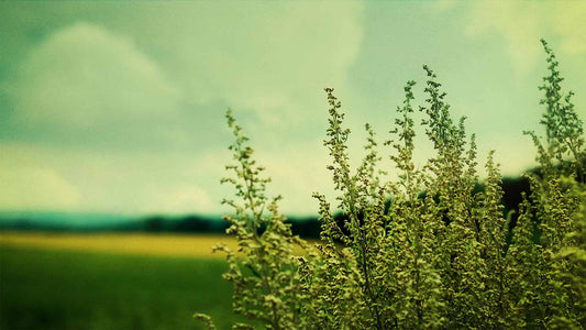 Spring (pack 2)