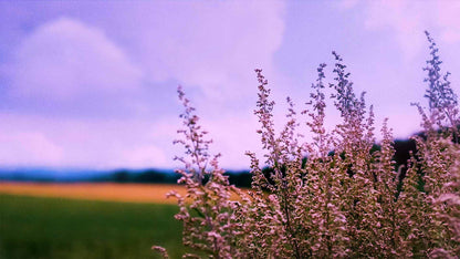 Spring (pack 2)