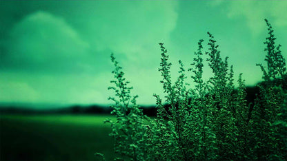 Spring (pack 2)