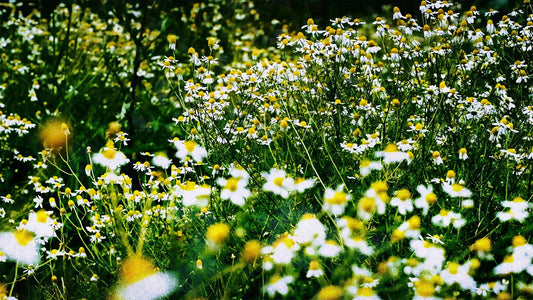 Spring (pack 3)