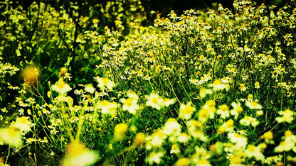 Spring (pack 3)