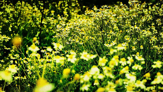 Spring (pack 3)
