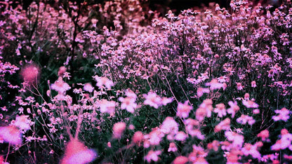 Spring (pack 3)
