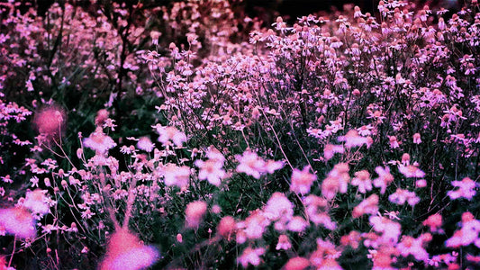 Spring (pack 3)