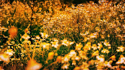 Spring (pack 3)