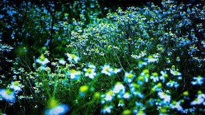 Spring (pack 3)