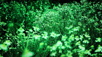 Spring (pack 3)