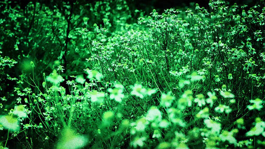 Spring (pack 3)