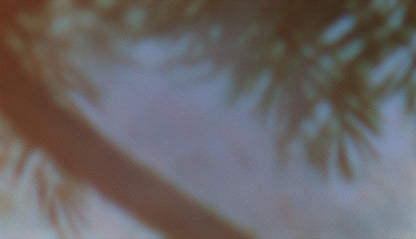 Palms Twenty Six (pack 1)