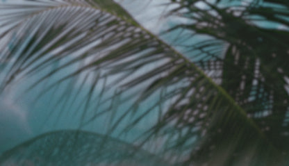 Palms Twenty Six (pack 3)
