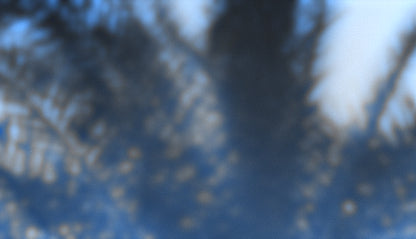 Palms Twenty Six (pack 2)